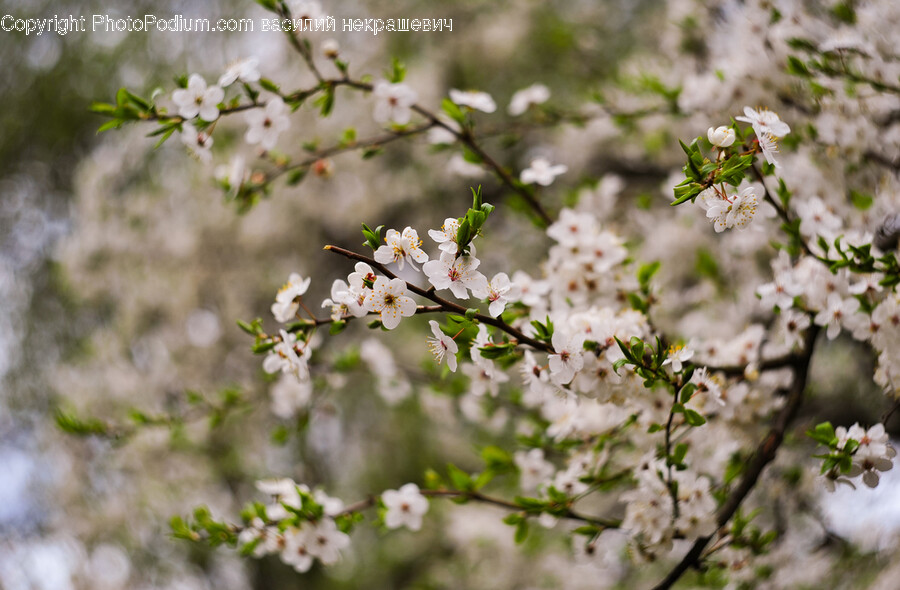 Plant, Flower, Blossom, Cherry Blossom, Petal