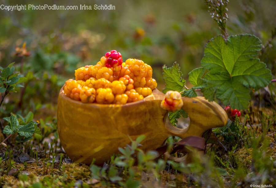 Plant, Produce, Food, Leaf, Potted Plant
