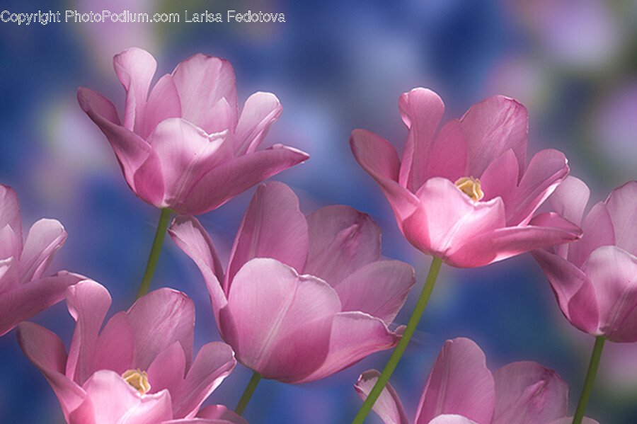 Plant, Flower, Blossom, Petal, Tulip