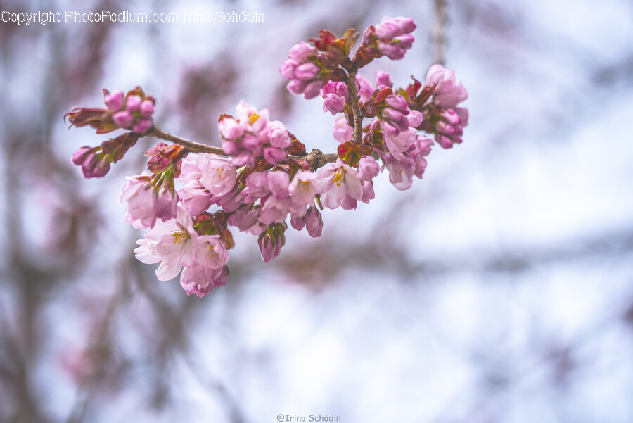 Plant, Flower, Blossom, Cherry Blossom, Petal