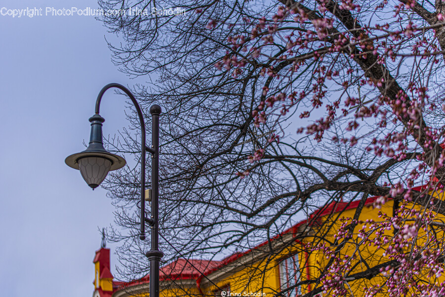 Lamp Post, Bird, Animal