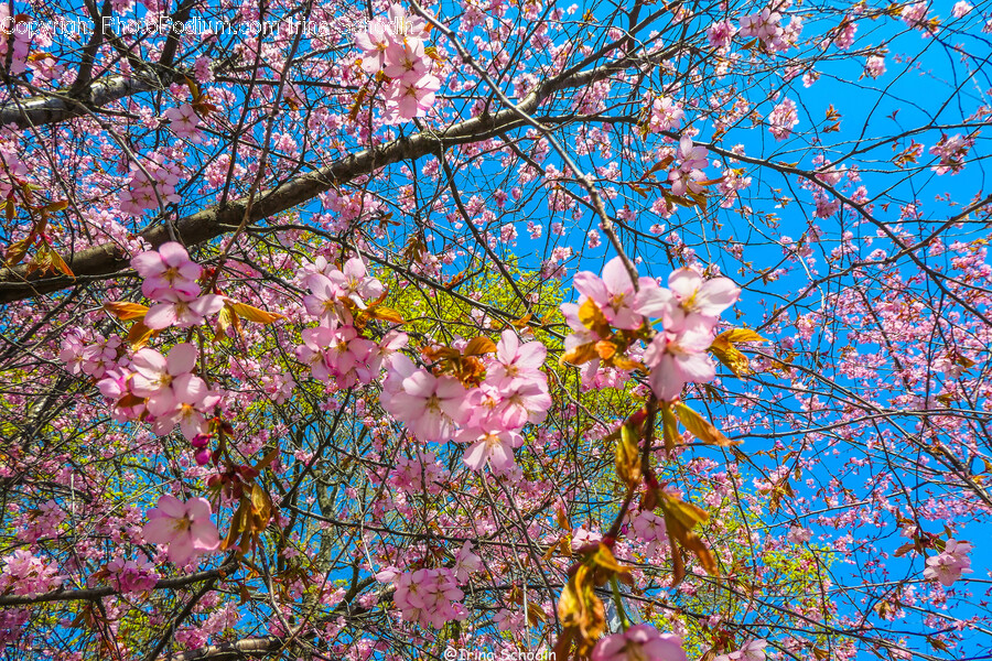 Plant, Flower, Blossom, Cherry Blossom