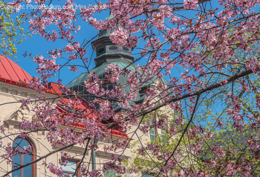 Cherry Blossom, Plant, Flower, Blossom, Tree