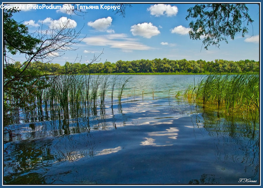 Land, Marsh, Outdoors, Swamp, Water, Field, Grass
