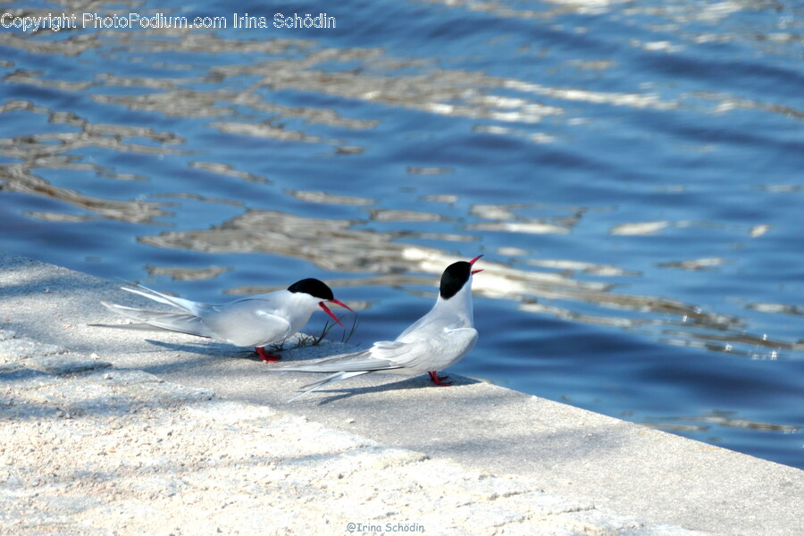 Bird, Animal, Outdoors, Nature, Water