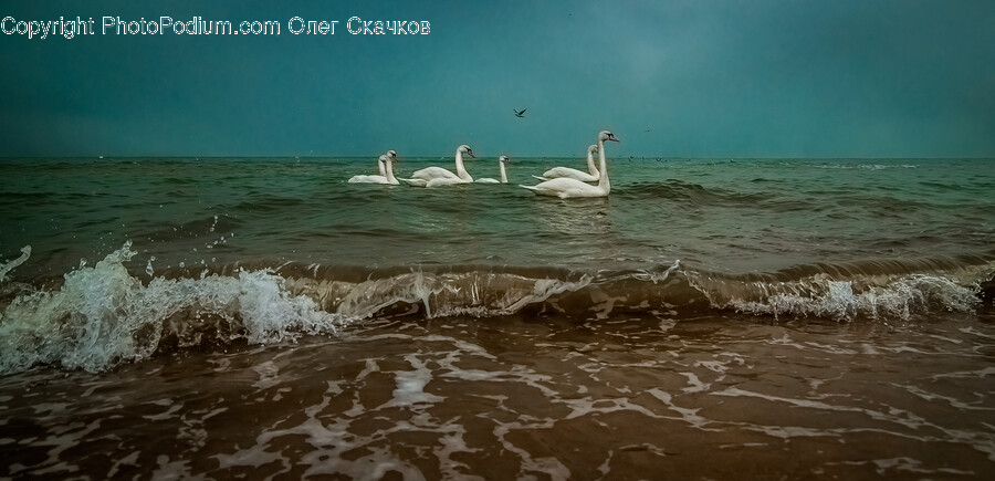 Water, Bird, Animal, Sea, Ocean