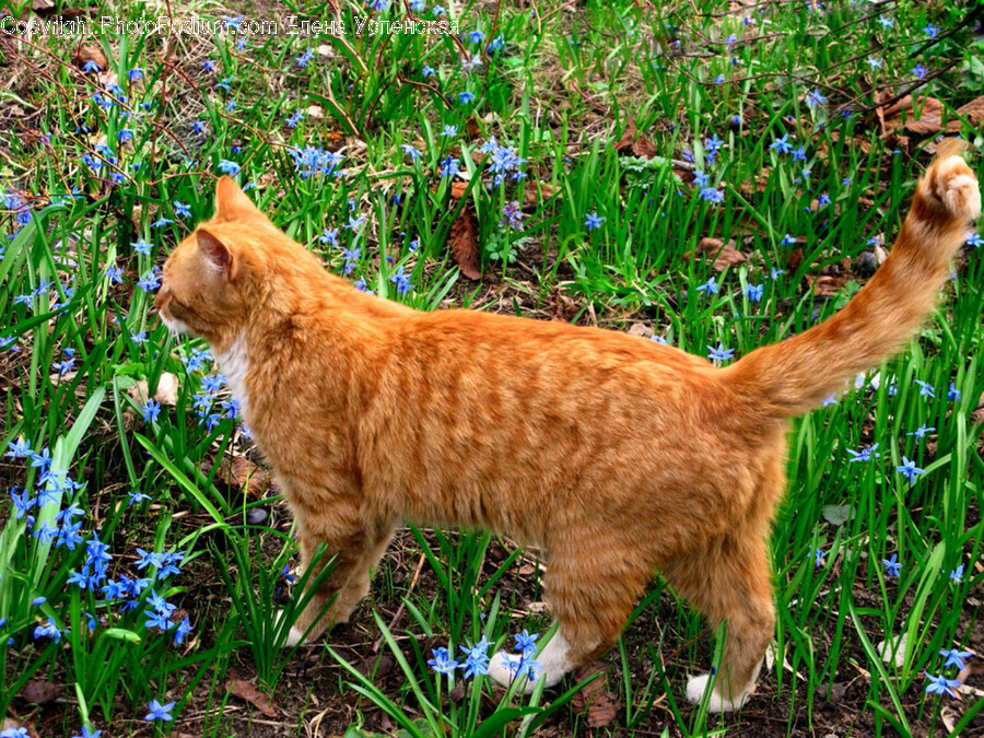 Manx, Mammal, Pet, Animal, Cat