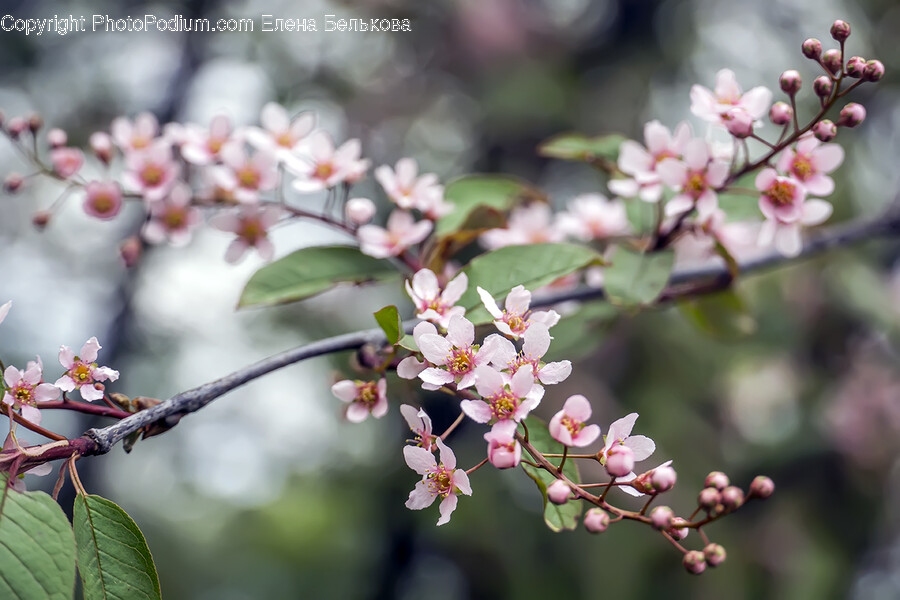 Plant, Flower, Blossom, Cherry Blossom, Petal