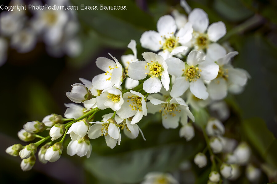 Plant, Pollen, Flower, Blossom, Cherry Blossom