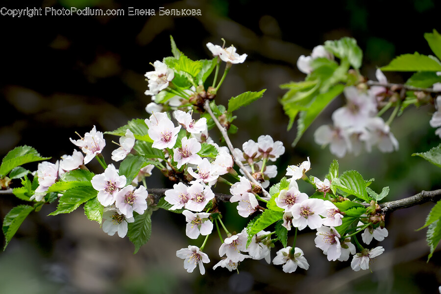 Plant, Flower, Blossom, Geranium, Pollen