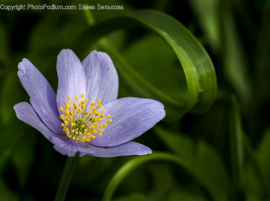 Pollen, Plant, Flower, Blossom, Anemone