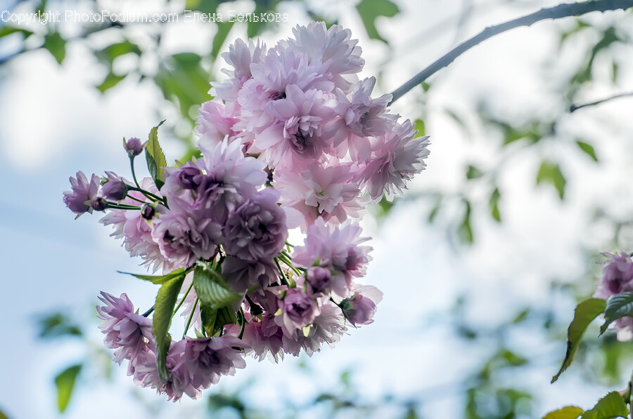 Plant, Flower, Blossom, Cherry Blossom, Geranium