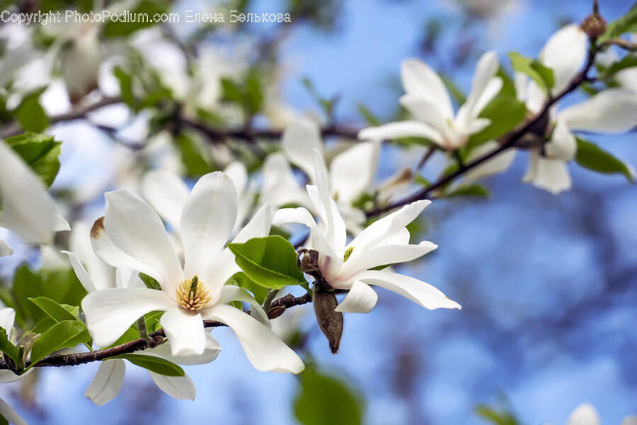 Plant, Petal, Flower, Blossom, Pollen