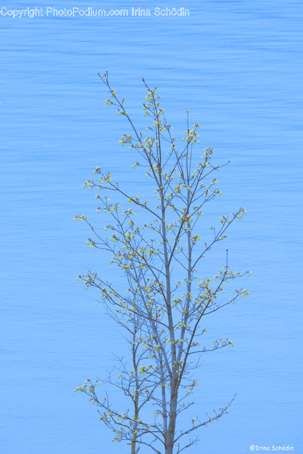 Tree, Plant, Nature, Outdoors, Tree Trunk