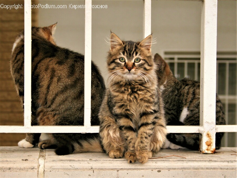 Manx, Cat, Pet, Mammal, Animal