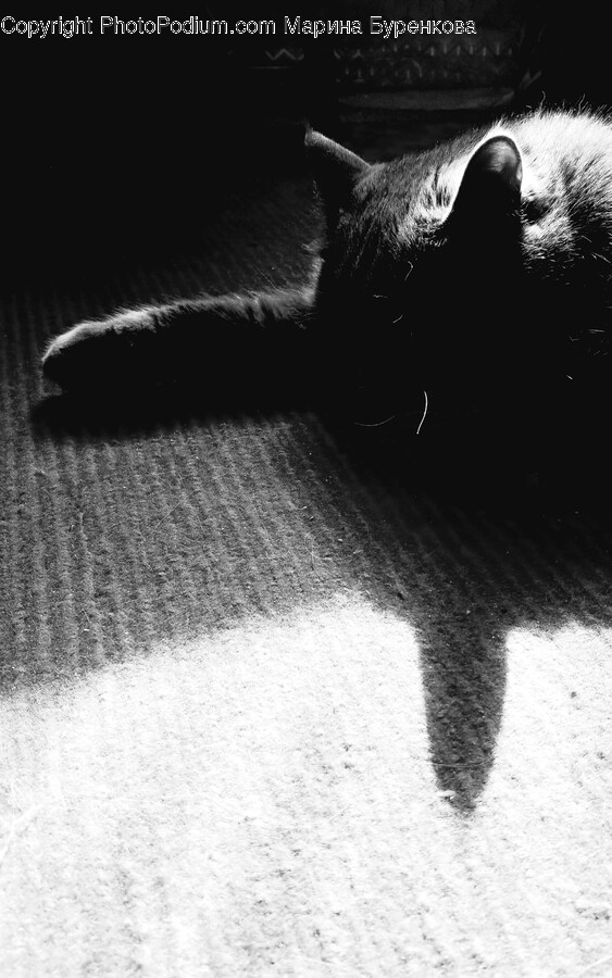Cat, Pet, Animal, Mammal, Black Cat