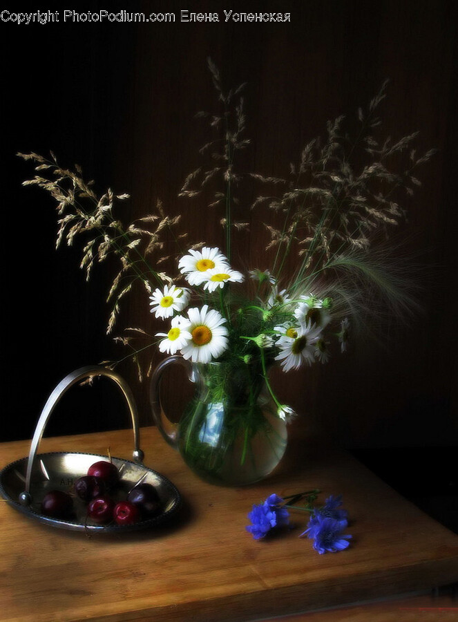 Plant, Flower, Blossom, Daisy, Daisies