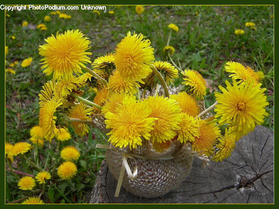 Dandelion, Flower, Plant, Asteraceae, Blossom, Flora, Sunflower