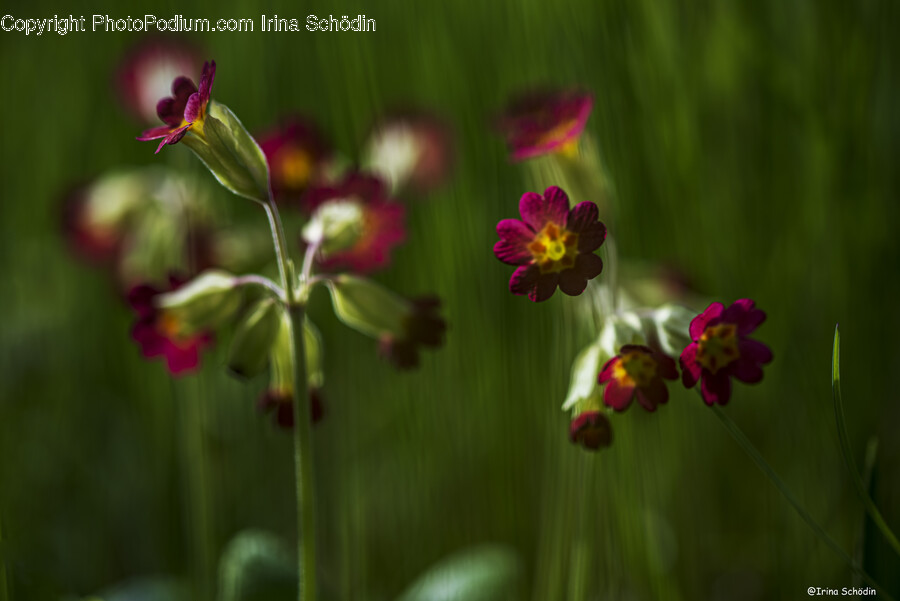 Geranium, Plant, Flower, Blossom, Petal