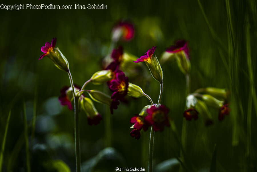 Geranium, Plant, Flower, Blossom, Acanthaceae