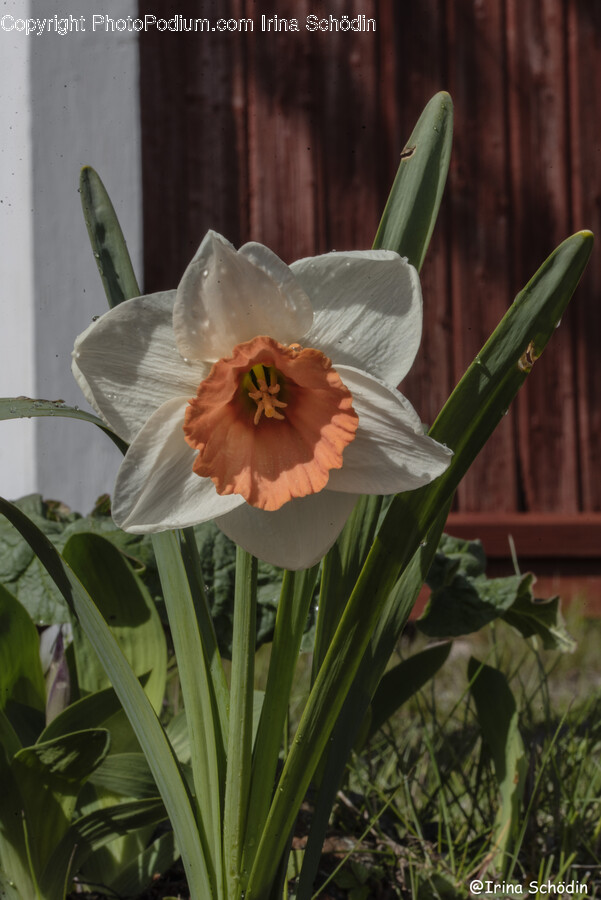 Plant, Flower, Blossom, Daffodil, Bird