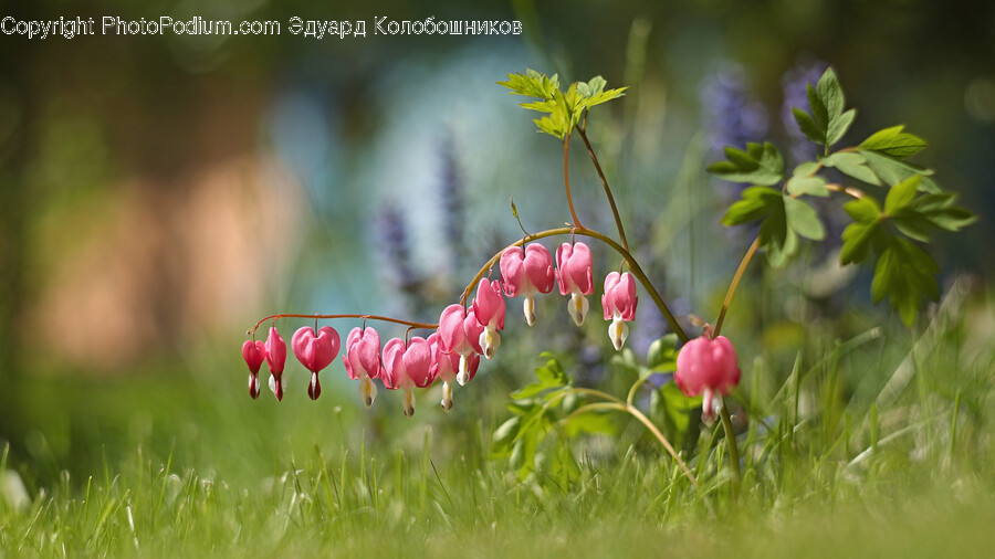 Plant, Vegetation, Grass, Flower, Blossom