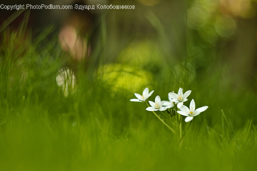 Plant, Geranium, Flower, Blossom, Petal