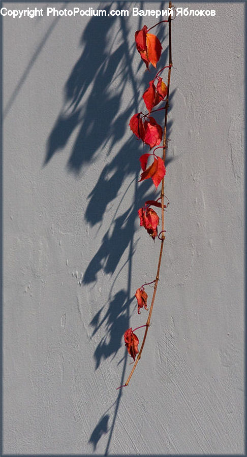 Flora, Flower, Gladiolus, Plant, Ivy, Vine, Paper