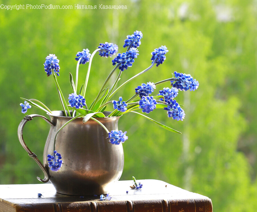 Plant, Flower, Blossom, Flower Arrangement, Pottery
