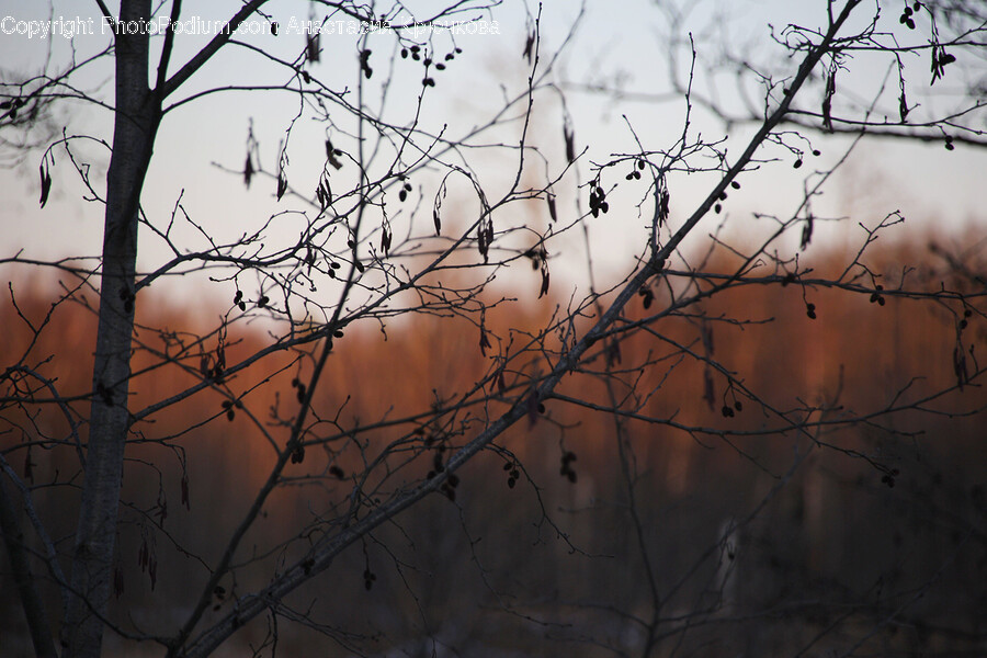 Animal, Bird