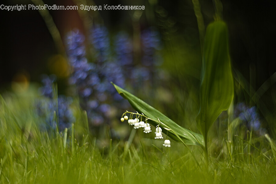Plant, Flower, Blossom, Insect, Invertebrate