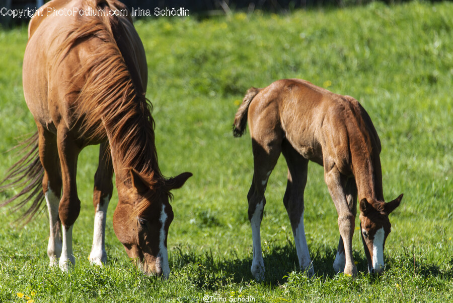 Horse, Animal, Mammal, Grassland, Outdoors