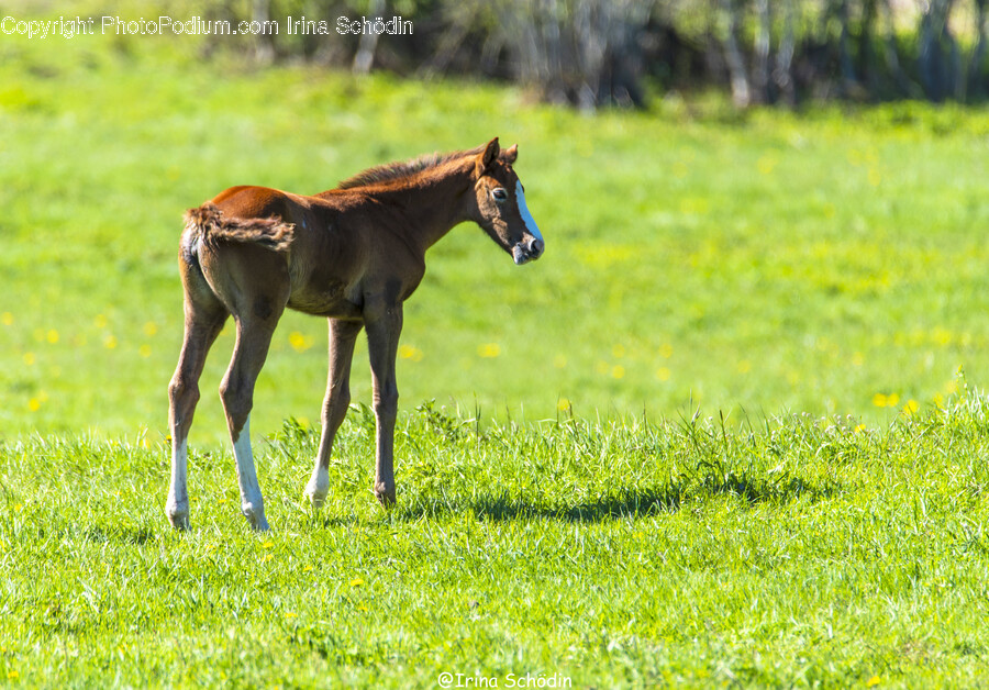 Horse, Animal, Mammal, Foal, Colt Horse