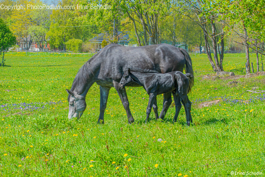 Nature, Outdoors, Grassland, Field, Countryside