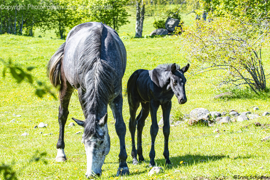 Horse, Animal, Mammal, Foal, Field