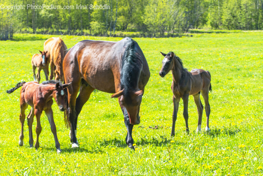 Nature, Outdoors, Horse, Mammal, Animal