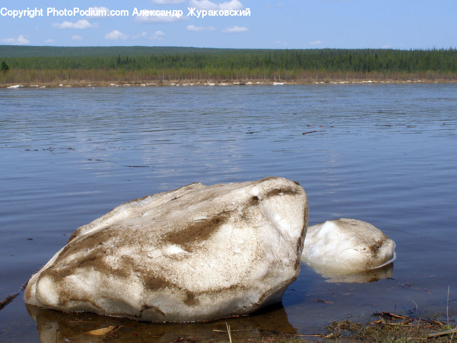Bird, Waterfowl, Outdoors, Sea, Water, Rock, Agaric