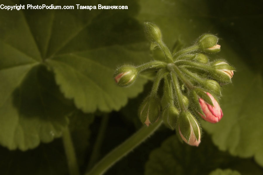 Blossom, Flora, Flower, Geranium, Plant, Fruit, Kiwi
