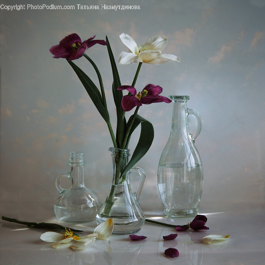 Plant, Ikebana, Flower, Flower Arrangement, Vase
