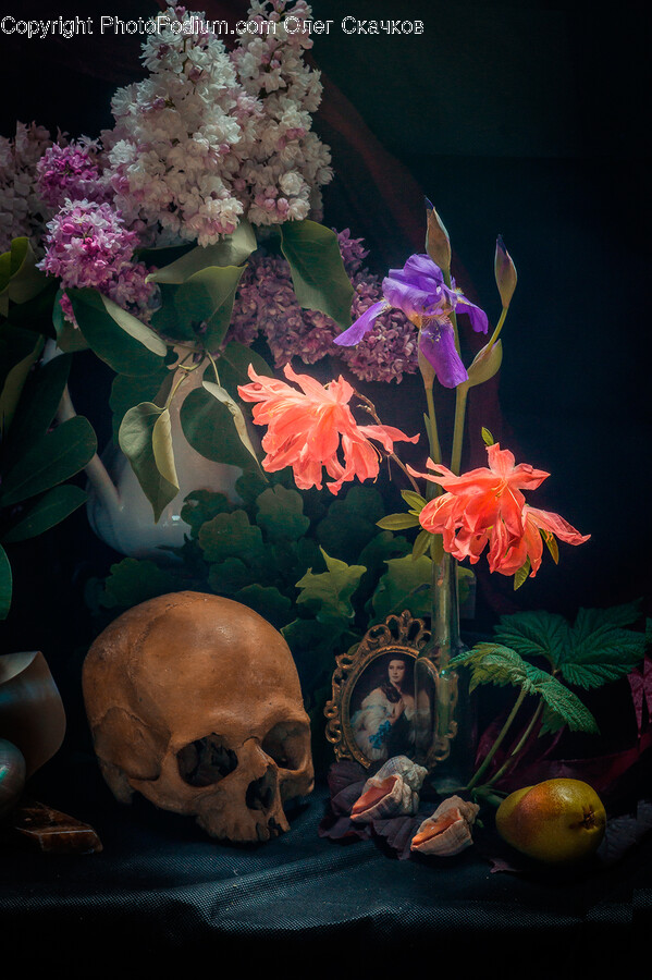 Plant, Flower, Blossom, Geranium, Painting