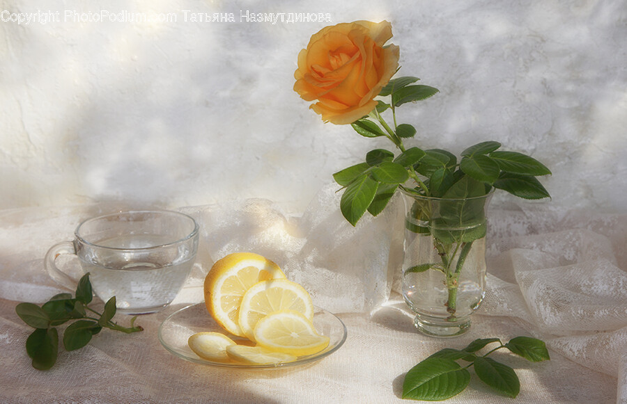 Plant, Rose, Flower, Blossom, Citrus Fruit