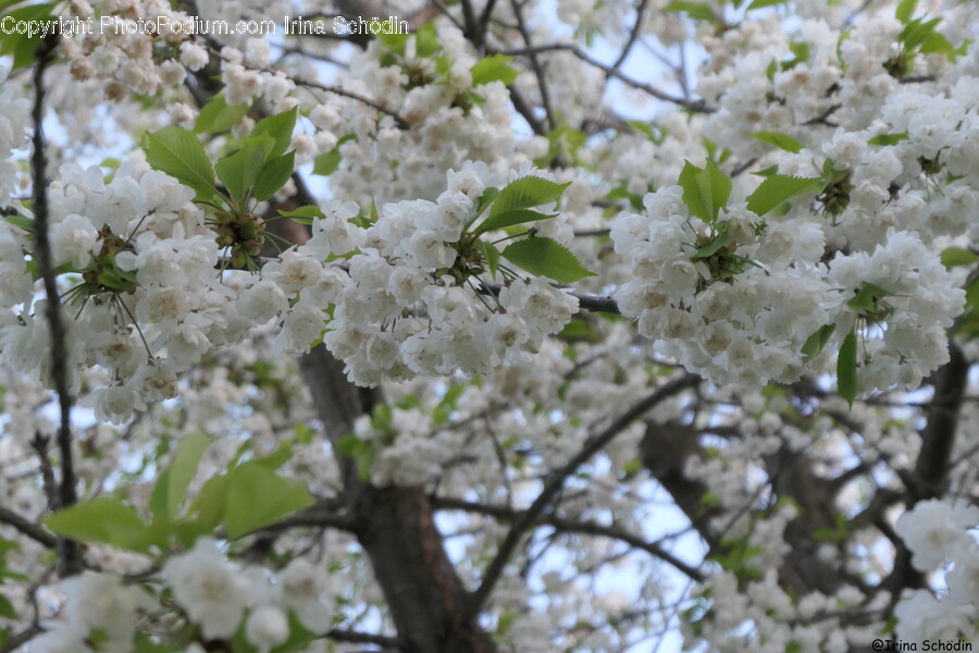 Plant, Flower, Blossom, Cherry Blossom