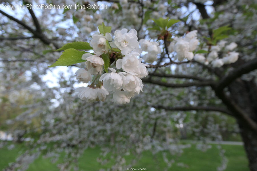 Plant, Flower, Blossom, Cherry Blossom, Geranium