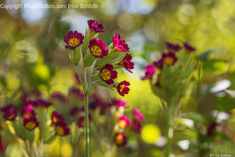 Geranium, Plant, Flower, Blossom, Flower Bouquet