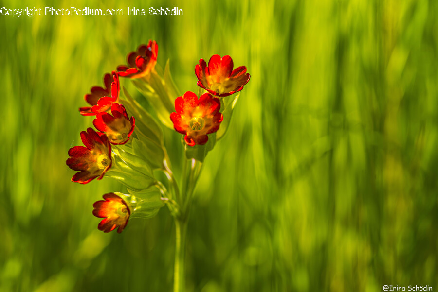 Geranium, Plant, Flower, Blossom, Pollen