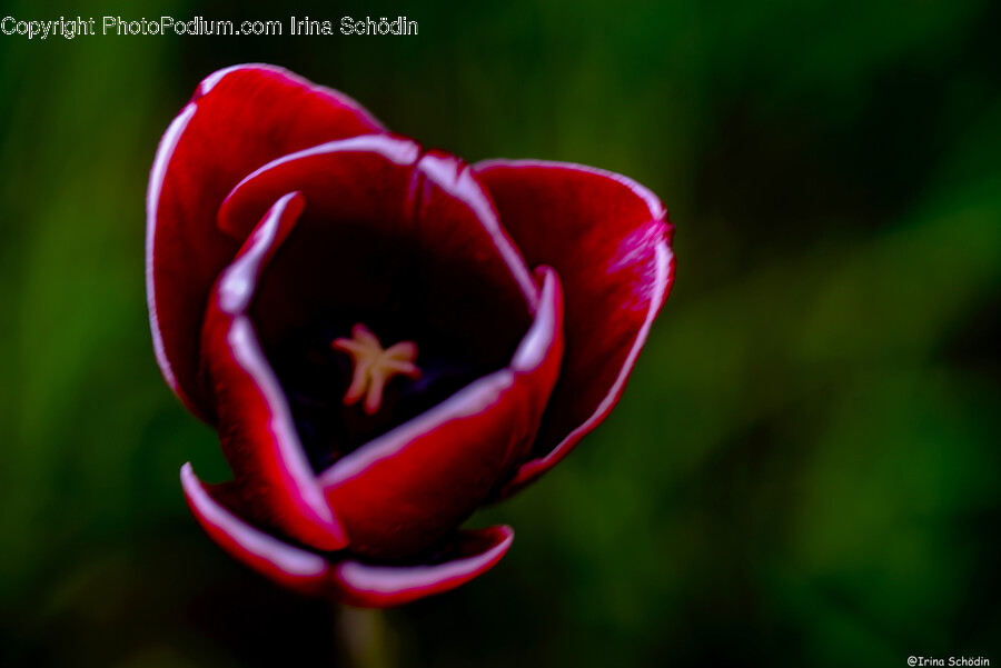 Plant, Rose, Flower, Blossom, Tulip
