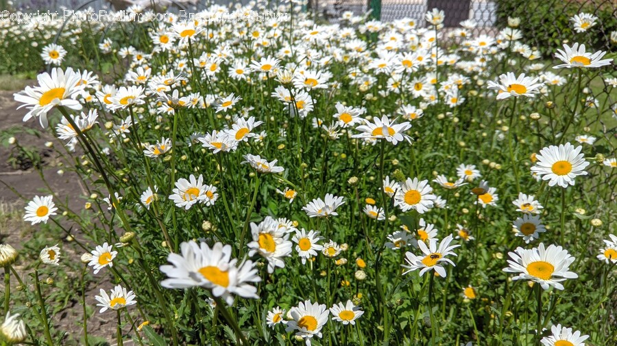 Plant, Flower, Blossom, Daisy, Daisies