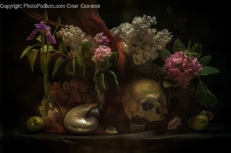 Plant, Flower, Blossom, Flower Arrangement, Flower Bouquet