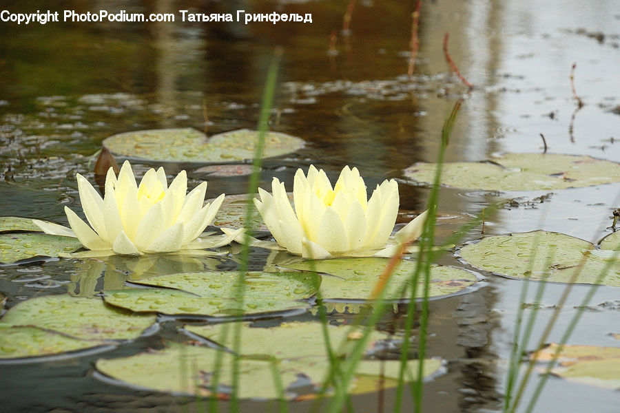 Flower, Lily, Plant, Pond Lily, Outdoors, Pond, Water
