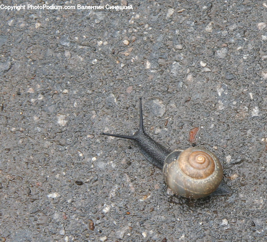 Invertebrate, Snail, Spiral, Clam, Sea Life, Seashell